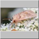 Hydraecia micacea - Markeule 01a - OS-Hellern-Wiese.jpg